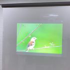 Holographic Self Adhesive Rear Projection Window Film Hologram 3D Display
